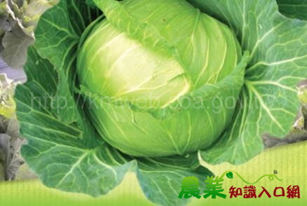 入冬時節，吃高麗菜的最好時機