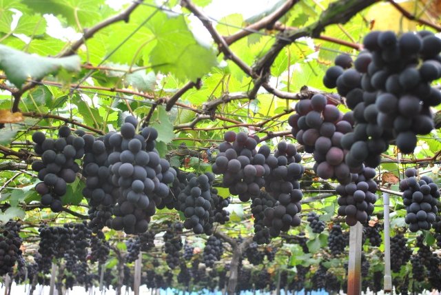 電照技術讓葡萄提早上市