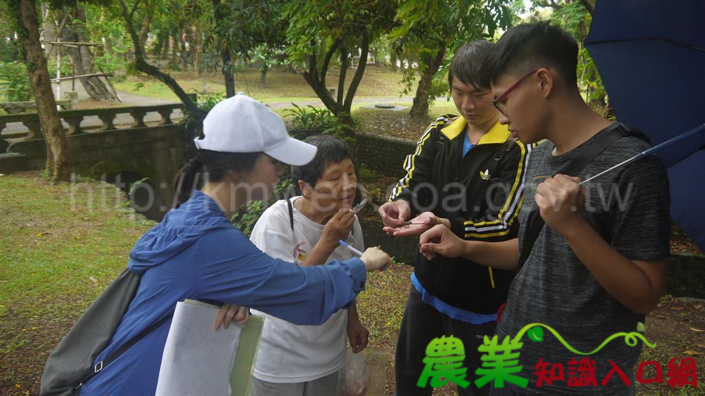 全民響應抓沙蜥，維護生物多樣性