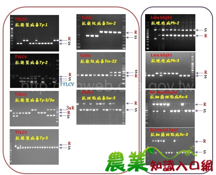 分子輔助育種　有助精準育種提升效率