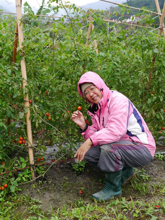 「曙光海番茄」迎接太平洋第一道曙光的番茄紅了