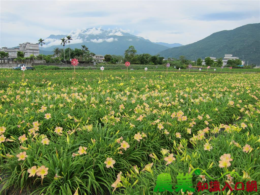 萱草花海多彩多姿　彩繪休閒農業新氣象