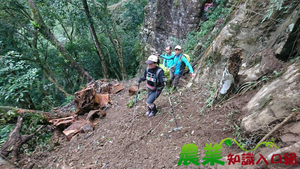 志工深入山林 山老鼠要倒楣了