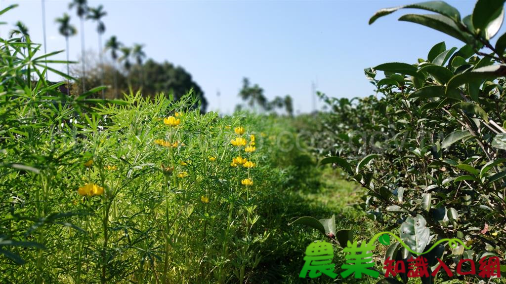 多采多姿的茶園景觀綠肥作物-魯冰花