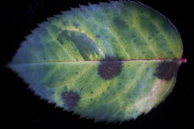 農作物病害診斷Q&A