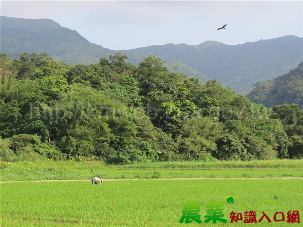 貢寮福隆新玩法 田寮洋綠網小旅行邀您一起與生態同行