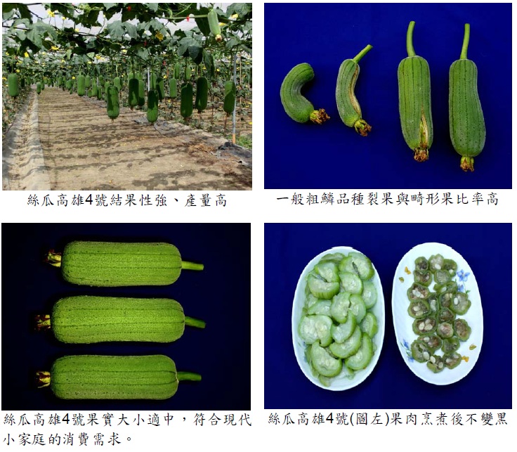絲瓜新品種「高雄4號－祥發」技術移轉簽約量產