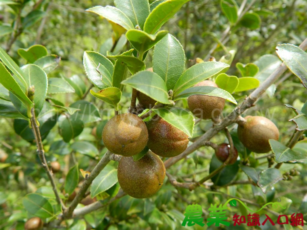 崙山部落油茶輔導，讓部落重現生機