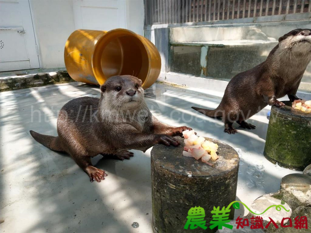 保育類野生動物飼養管理 應強化飼主責任及適切執法