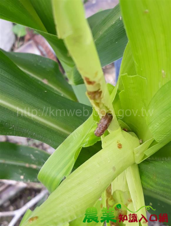 秋行軍蟲持續現蹤　臺東場提醒種植玉米農友加強巡檢