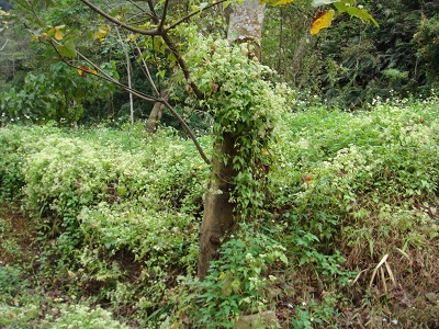 小花蔓澤蘭防治月　揪你逗陣來除蔓