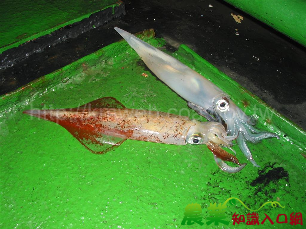 運用數據蒐集海面水溫資料 建立資源預測模式 提供漁民漁期作業參考