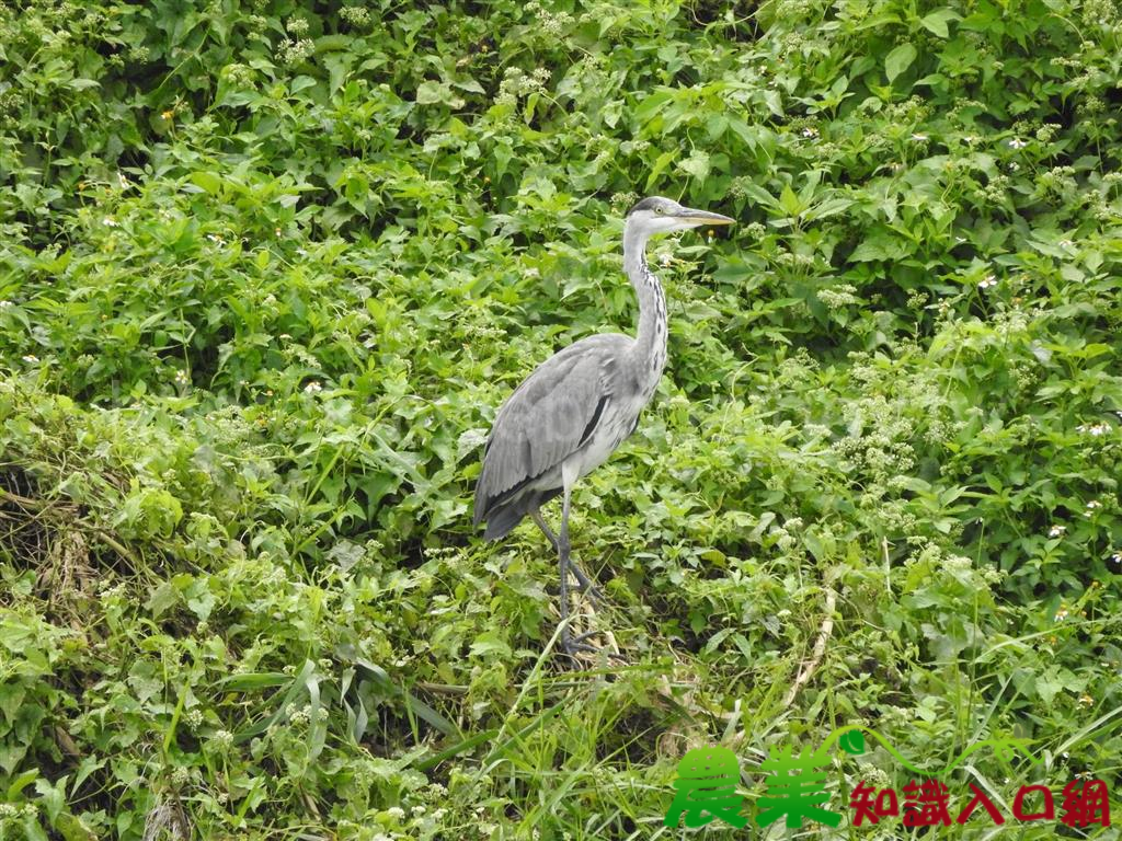 瑞穗生態教育館一年一度「臺灣新年數鳥嘉年華」來囉！