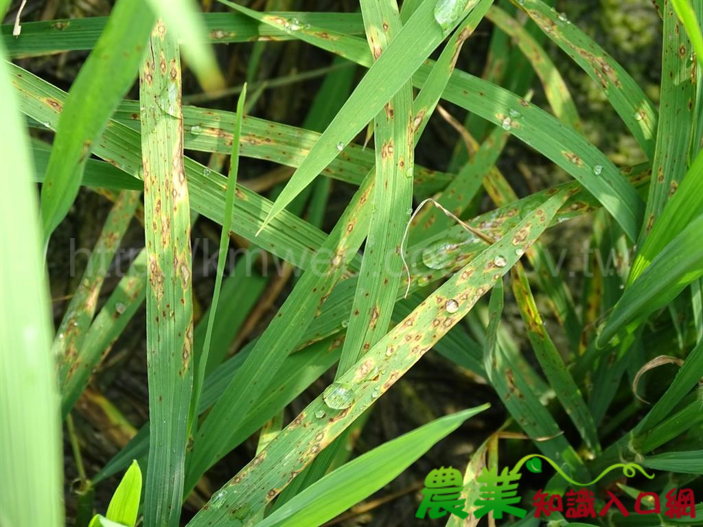 水稻稻熱病已至好發期，臺南區農業改良場籲加強防治