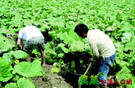 青年夢田 臺灣牛蒡原鄉－屏東縣屏東市蔬菜產銷班第13班