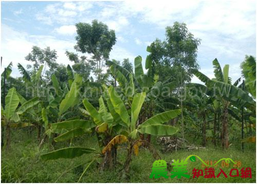 平地造林混農經營初見成效