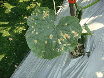 氣候多變日夜溫差大,臺南農改場提醒農友注意防治露菌病