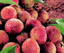 鄉間小路-荔枝 水果中的絕色