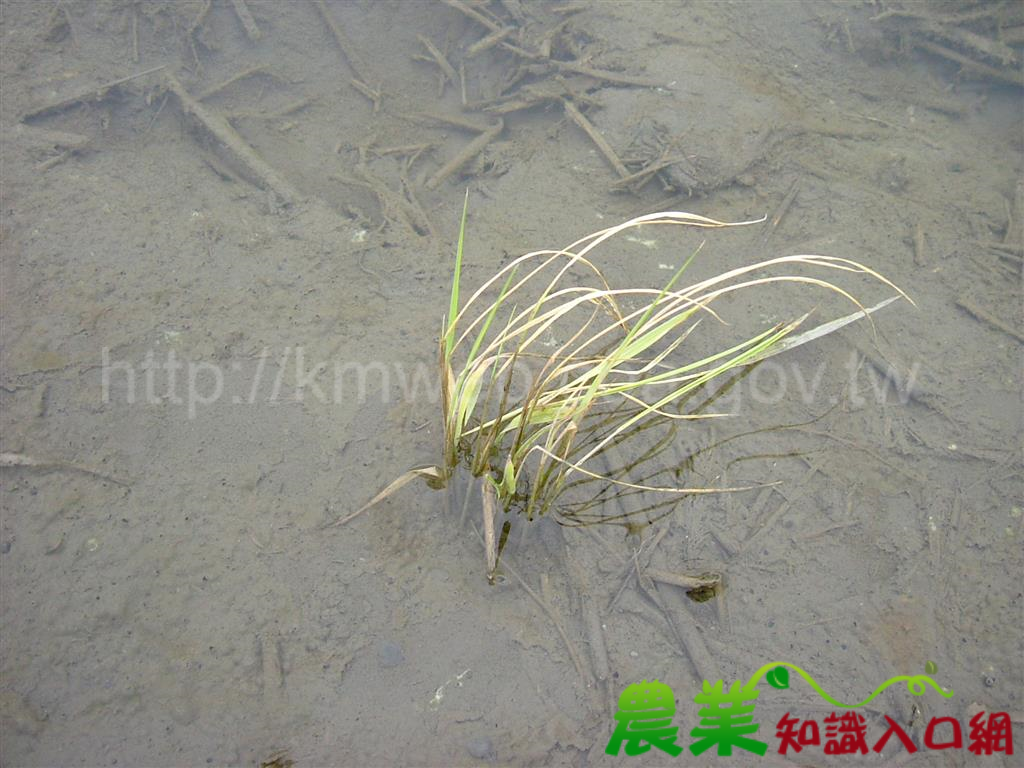 低溫來襲，綠化秧苗、生育初期水稻及早做好防寒準備