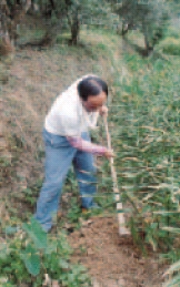 薑麻園裡話桑麻