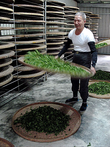 三峽碧螺春茶王—黃文雄