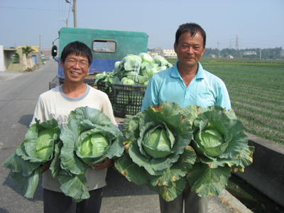 甘藍新品種「台中1號」　外型討喜口感佳