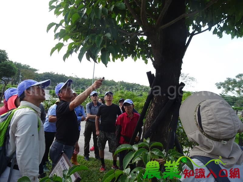 林後四林平地森林園區 樹木修剪上課囉﹗