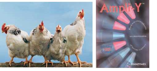 公的?母的?一試就知