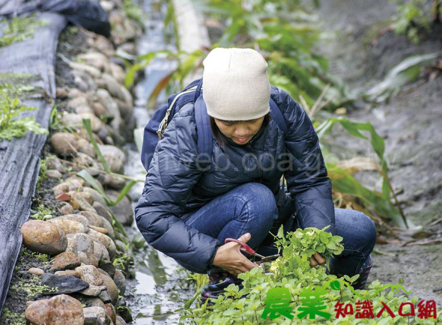 新住民也是新農民，扛起田地裡的半邊天