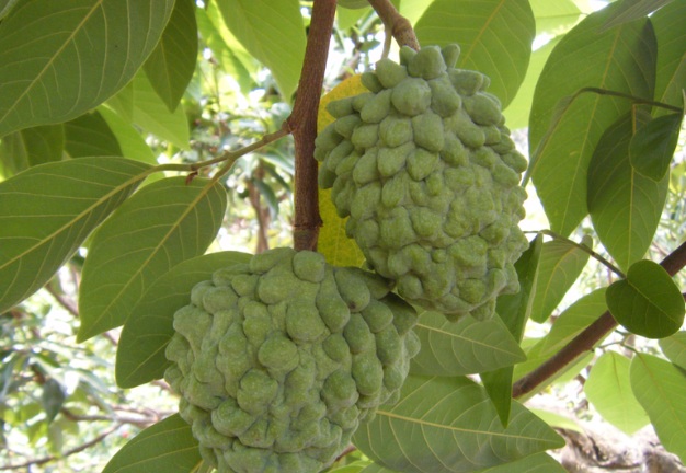 春末夏初釋迦炭疽病好發期-果農應加強田間管理