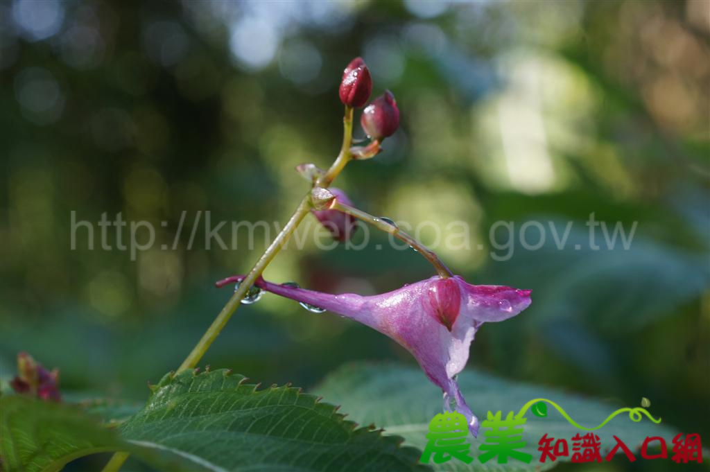 觀霧稀有植物—棣慕華鳳仙花開花了