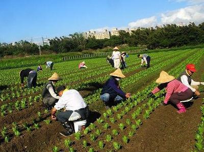 鶯歌心希望農業　開放蔬菜採摘體驗