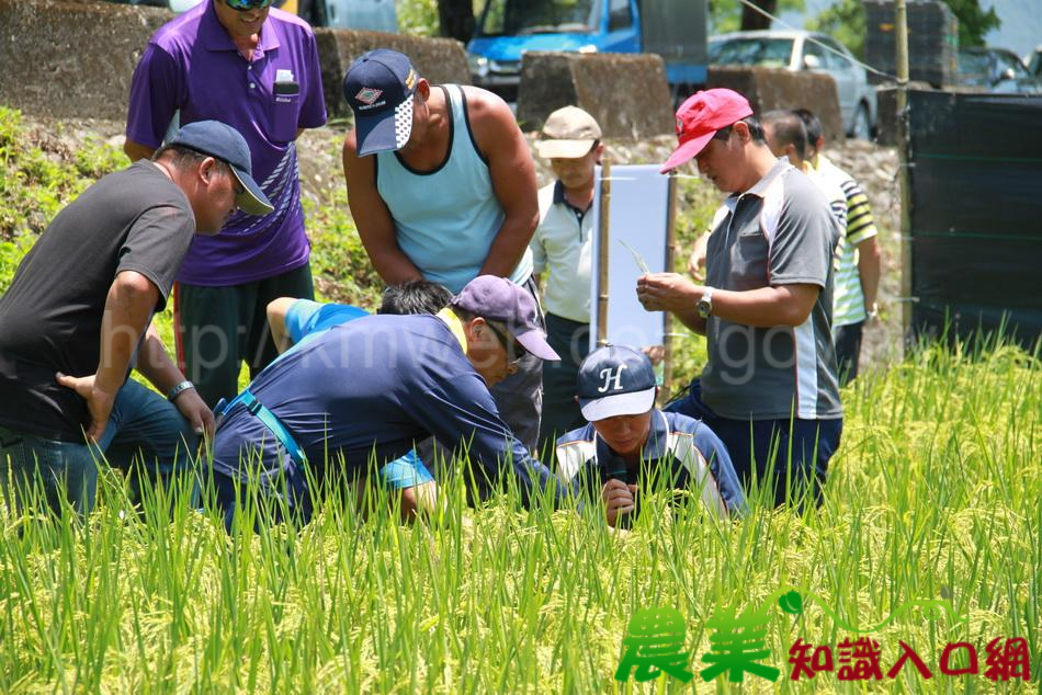 花蓮場陪伴輔導-樂水部落稻農推出人間樂水有機日曬米