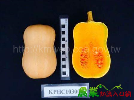 身材妖嬌美麗ㄟ小果南瓜新品種「高雄2號-菊島之樂」來囉！