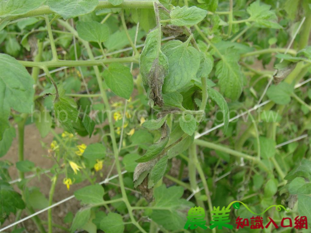 日夜溫差大,番茄晚疫來報到,臺南區農改場提醒農友注意防治
