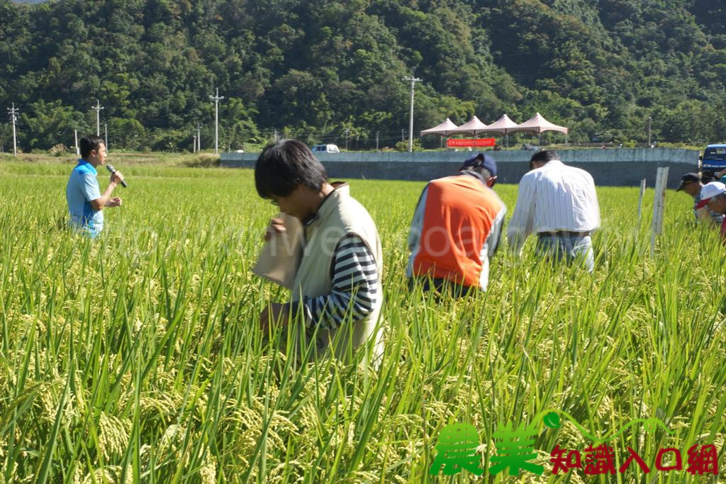 「有機水稻栽培技術」 整套輸出織羅部落，農民轉型更有信心