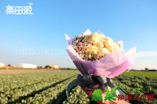 情人節送禮新選擇-大學生發起花椰菜傳情展創意