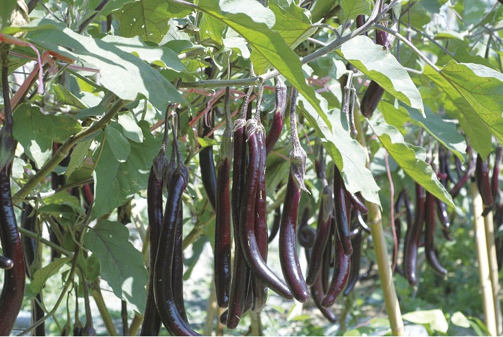 茄子新品種-種苗1號 麗寶