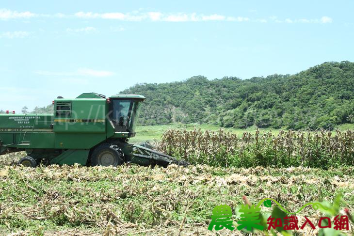 硬質玉米機械收，活化農地真輕鬆
