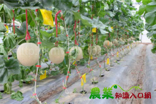 日混血女皇溫室洋香瓜‘高雄 2 號－橘后’新品種示範觀摩會