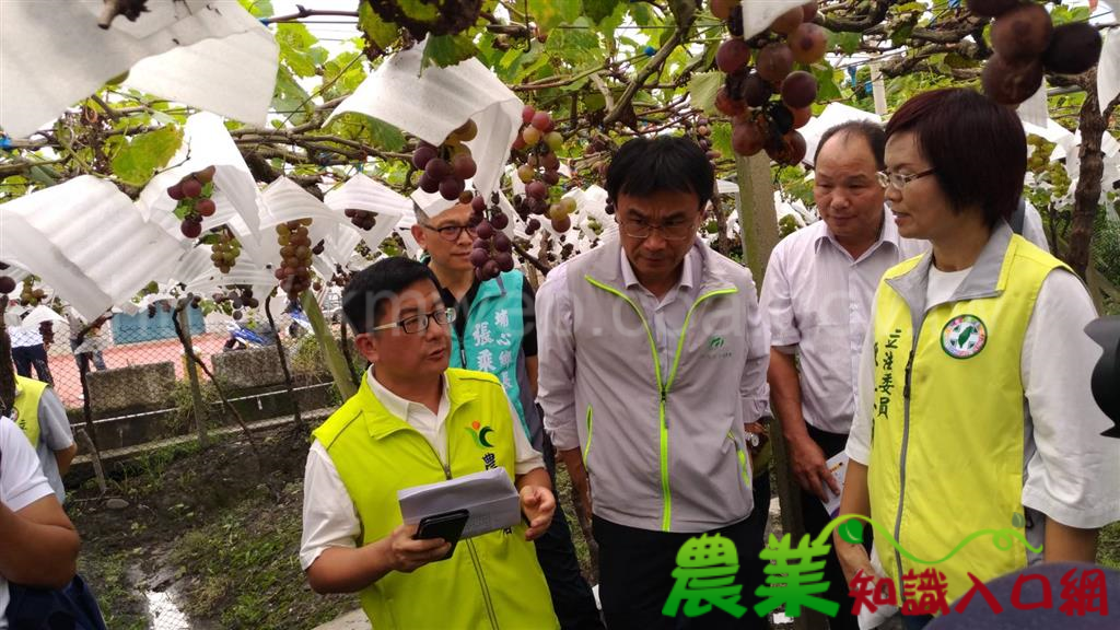 陳吉仲主委關心彰化葡萄災情 並指示主動公告辦理現金救助