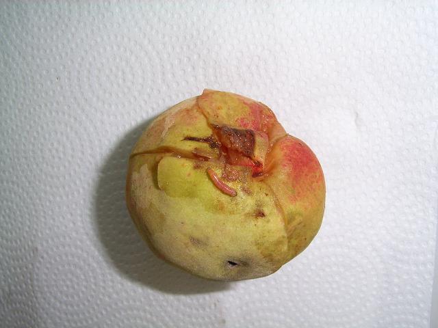 防檢局基隆分局從棄置箱內水蜜桃中截獲重要檢疫害蟲「桃蛀果蛾」