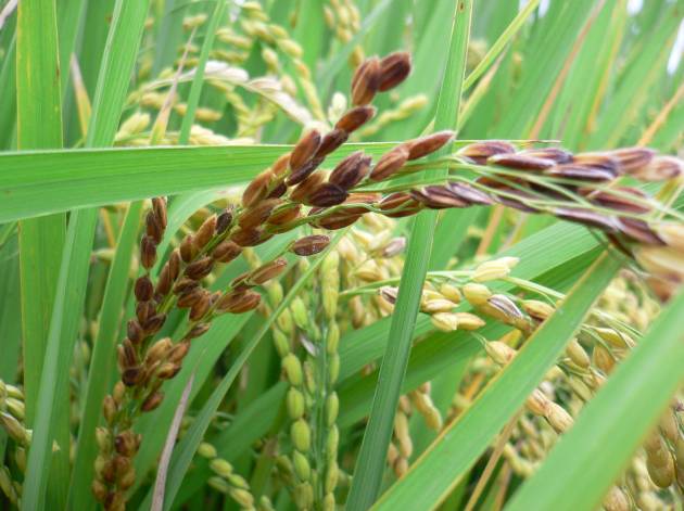 近日濕度增高,高雄場請農友慎防穗稻熱病發生