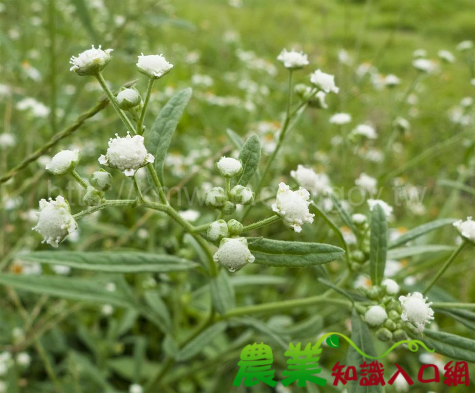 隨手拔除消滅外來入侵植物，保育環境最盡力 ！