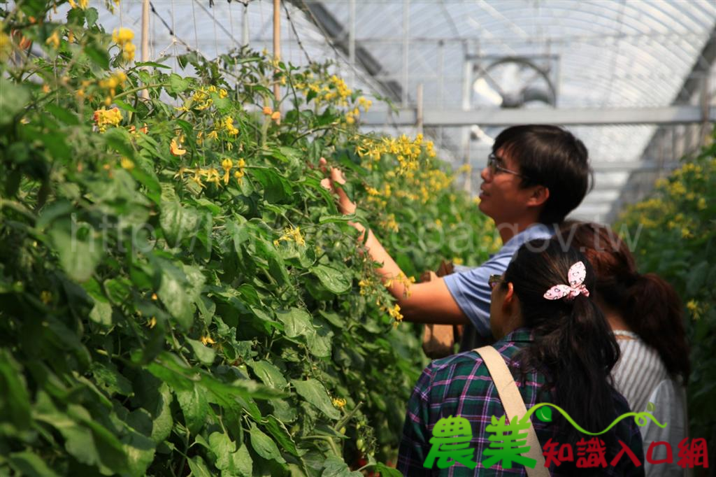 番茄耐寒又抗病，一兼二顧有撇步－木黴菌及甲殼素連袂大放異彩