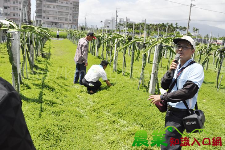 臺東場舉辦「紅龍果果園地被植物(蠅翼草)栽培與整枝技術示範觀摩會暨與民有約座談會」，農友熱烈參與