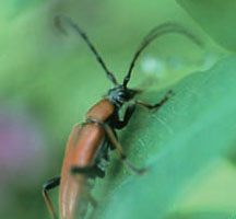 天牛出沒!請農友把握防治時機