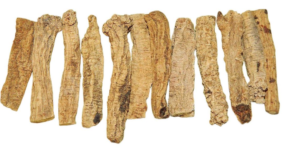 樂活中藥草－黨參