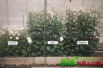 疫情通報：防檢局接獲大葉大學通報發現於菊花小紅娘品種偵測到菊花矮化類病毒，請農友注意防範