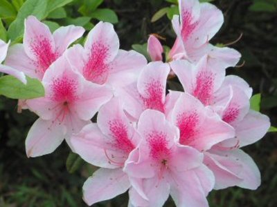 春來了！陽明山花季將登場